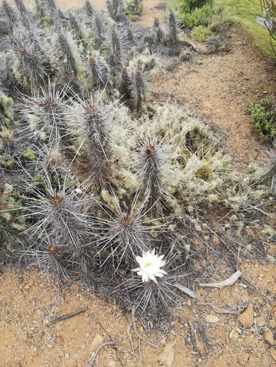Leucostele deserticola, photographed by Aira Francisca Faúndez Fallau