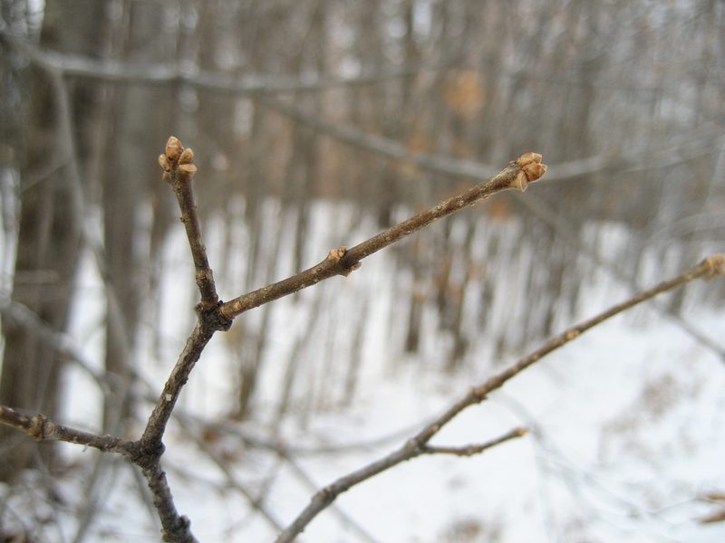 Syringa reticulata, photographed by rboles