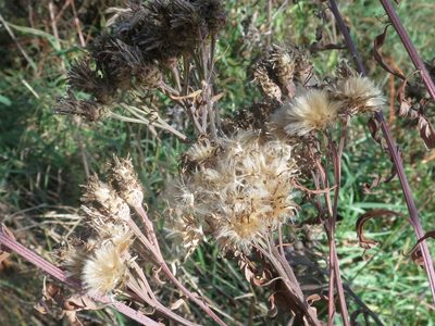Saussurea pulchella, photographed by Repina Tatyana