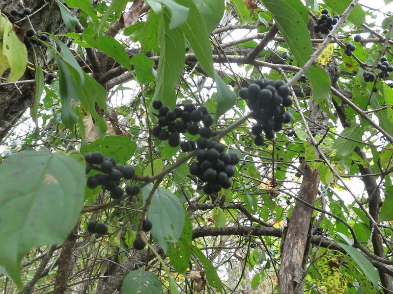 Rhamnus ussuriensis, photographed by Repina Tatyana