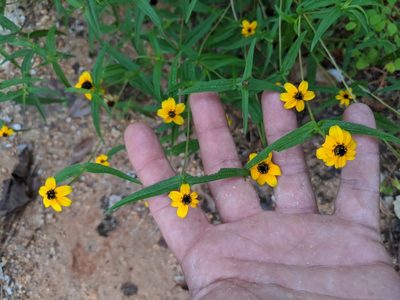 Zinnia maritima, photographed by José Garrido