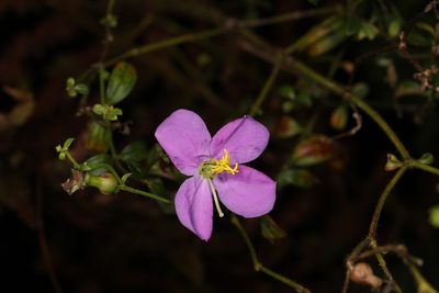 Rhexia nashii, photographed by Judy Gallagher