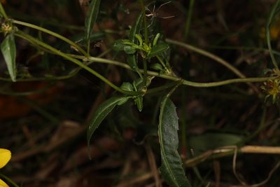 Bidens mitis, photographed by Judy Gallagher