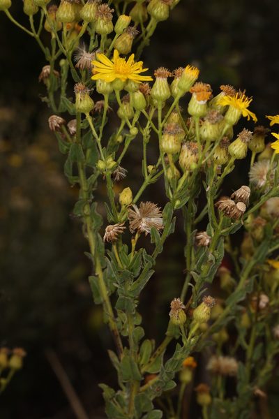 Chrysopsis highlandsensis, photographed by Judy Gallagher