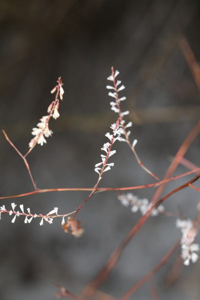 Polygonella basiramia, photographed by Judy Gallagher
