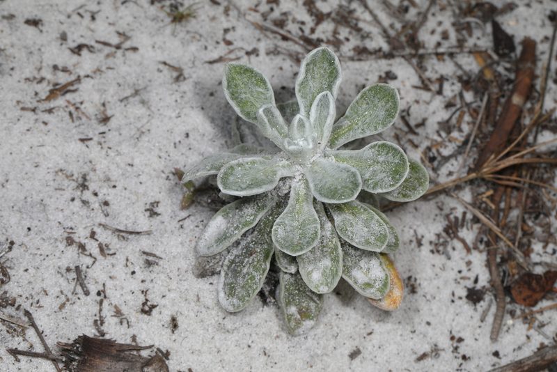Chrysopsis highlandsensis, photographed by Judy Gallagher
