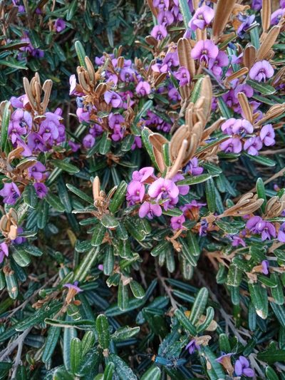 Hovea montana, photographed by Nina Kerr