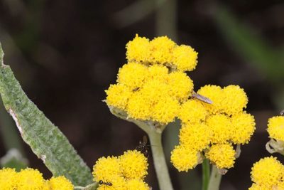 Helichrysum pallidum, photographed by Alan Manson