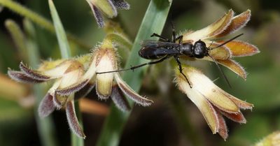 Anisotoma pedunculata, photographed by Alan Manson