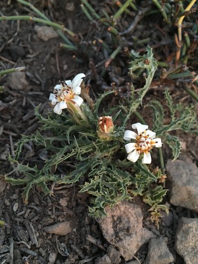 Perezia carthamoides, photographed by Matt Berger