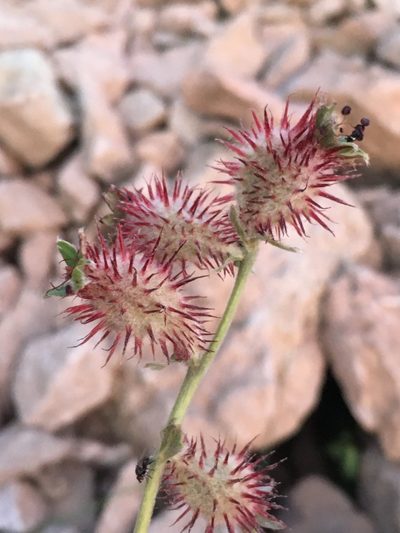 Acaena alpina, photographed by Matt Berger
