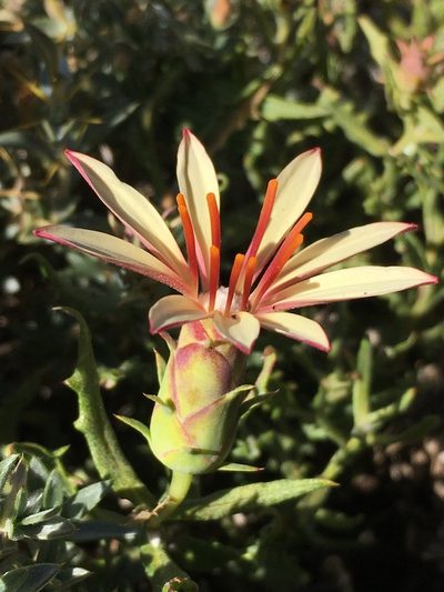 Mutisia sinuata, photographed by Matt Berger