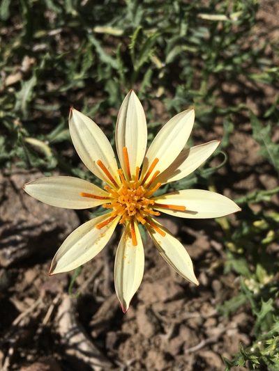 Mutisia sinuata, photographed by Matt Berger