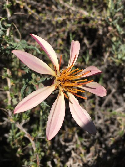 Mutisia sinuata, photographed by Matt Berger
