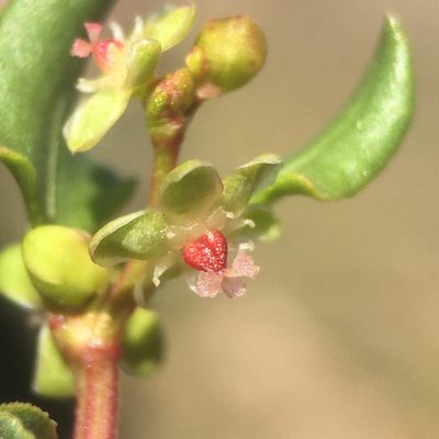 Muehlenbeckia hastulata, photographed by Matt Berger