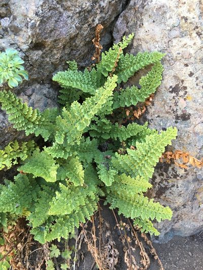Polystichum plicatum, photographed by Matt Berger