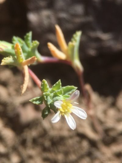 Chaetanthera euphrasioides, photographed by Matt Berger