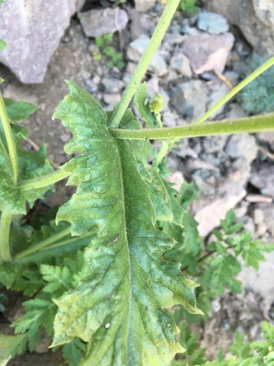 Leucheria runcinata, photographed by Matt Berger