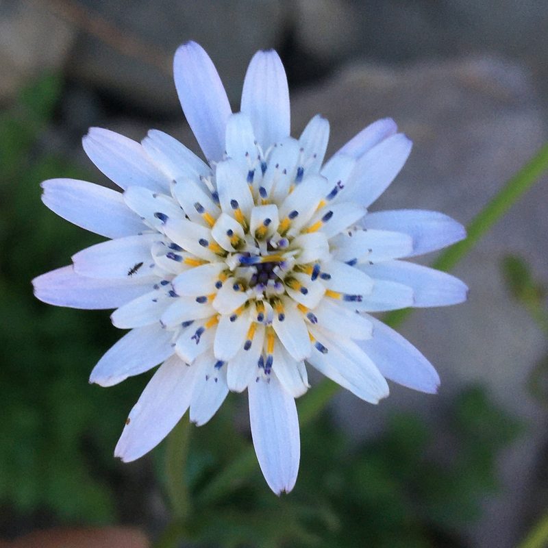 Leucheria runcinata, photographed by Matt Berger