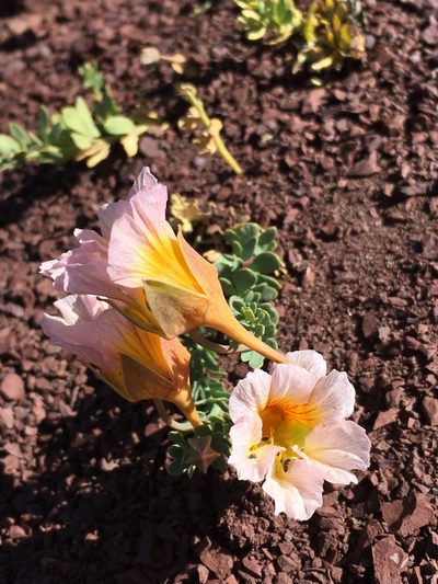 Tropaeolum sessilifolium, photographed by Matt Berger
