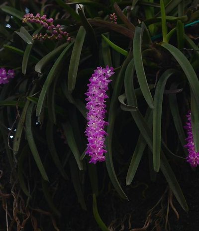 Aerides multiflora, photographed by S.MORE