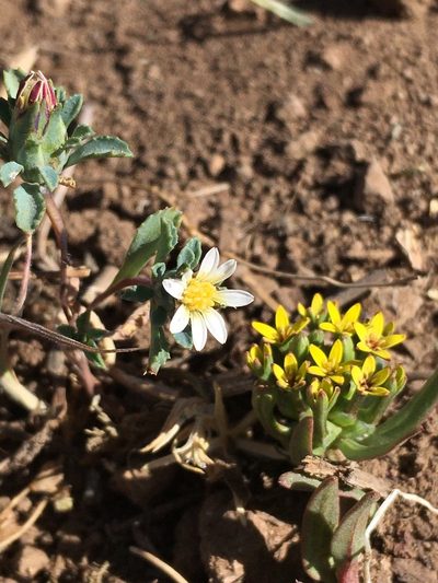 Chaetanthera euphrasioides, photographed by Matt Berger
