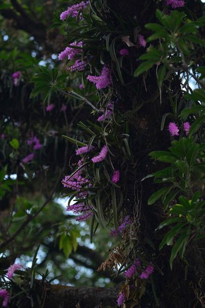 Aerides multiflora, photographed by S.MORE