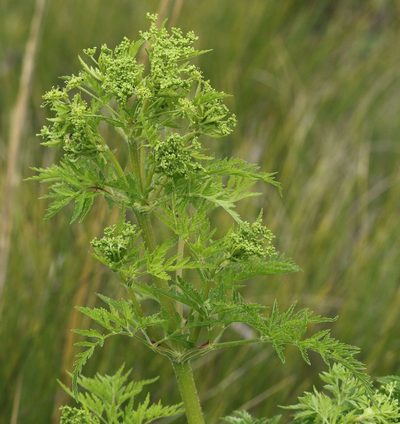 Afroligusticum thodei, photographed by Alan Manson