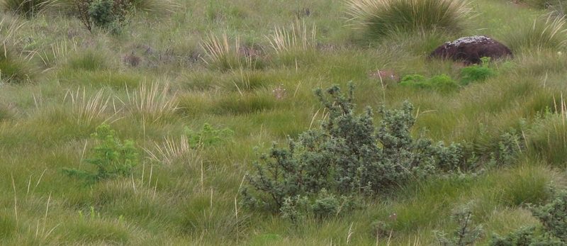 Afroligusticum thodei, photographed by Alan Manson