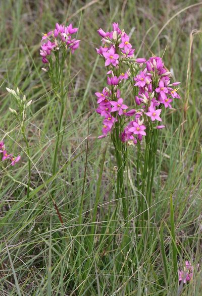 Chironia krebsii, photographed by Alan Manson