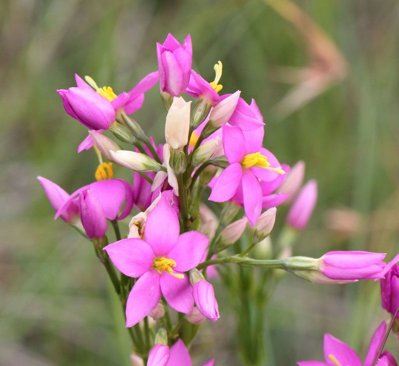 Chironia krebsii, photographed by Alan Manson