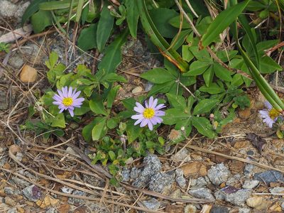 Kalimeris hispida, photographed by 葉子