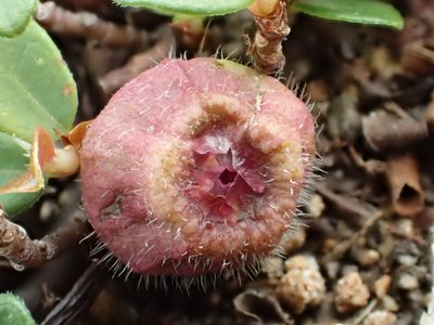 Ficus vaccinioides, photographed by 葉子