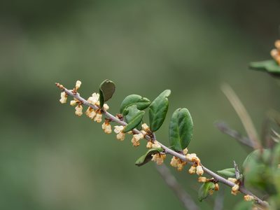 Elaeagnus formosana, photographed by 葉子