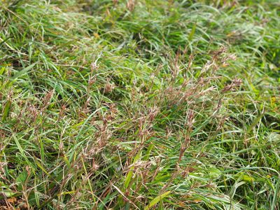 Cymbopogon tortilis, photographed by 葉子