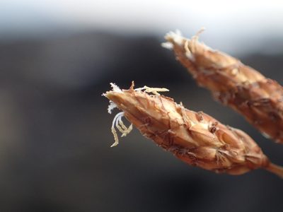 Fimbristylis sieboldii, photographed by 葉子
