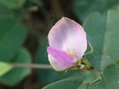 Galactia tashiroi, photographed by 葉子