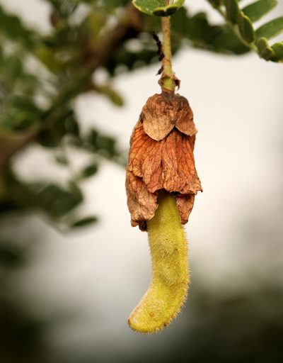 Ormocarpum kirkii, photographed by Wynand Uys