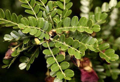 Ormocarpum kirkii, photographed by Wynand Uys