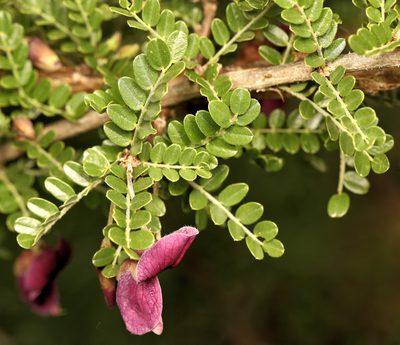 Ormocarpum kirkii, photographed by Wynand Uys
