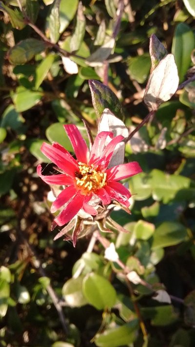 Mutisia coccinea, photographed by Juan Manuel Barreneche