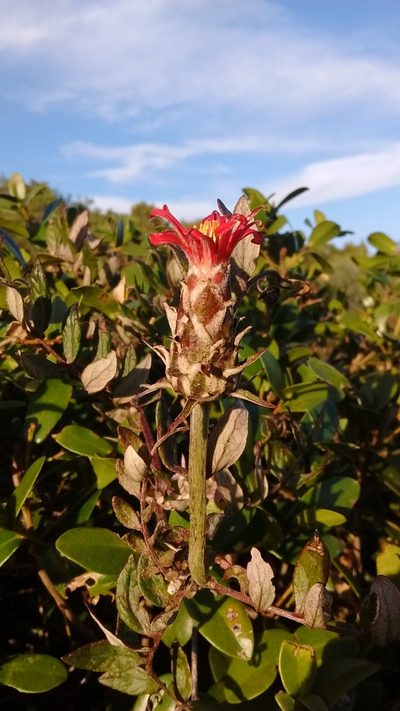 Mutisia coccinea, photographed by Juan Manuel Barreneche