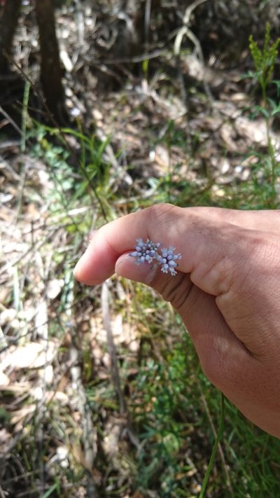 Conospermum tenuifolium, photographed by Tim