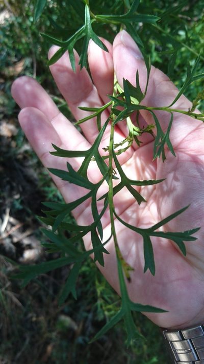 Symphionema montanum, photographed by Tim