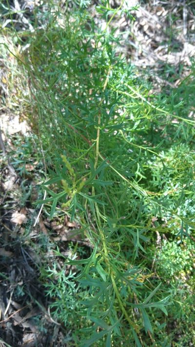 Symphionema montanum, photographed by Tim