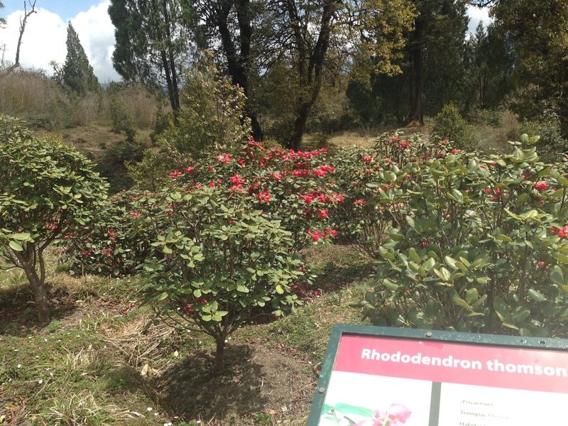 Rhododendron thomsonii, photographed by Matt Schultz