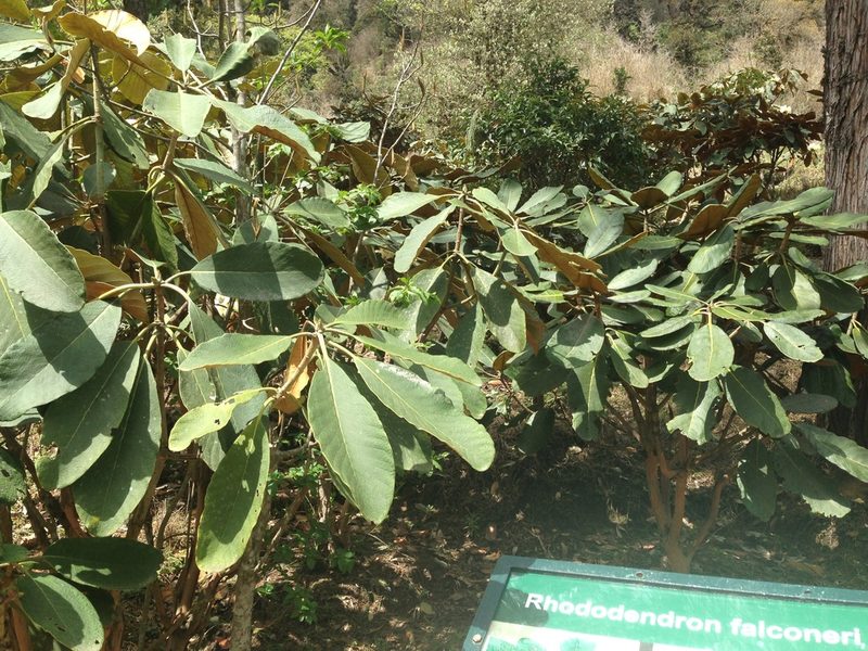 Rhododendron falconeri, photographed by Matt Schultz
