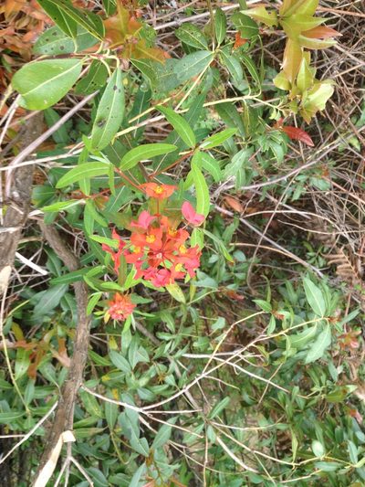Euphorbia griffithii, photographed by Matt Schultz