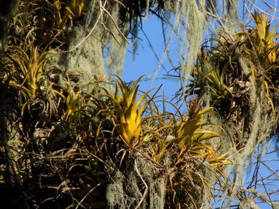 Aechmea recurvata, photographed by Juan Manuel Barreneche