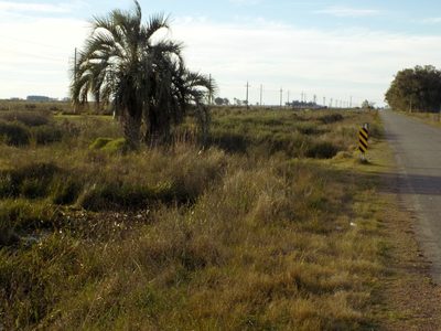 Butia odorata, photographed by Juan Manuel Barreneche